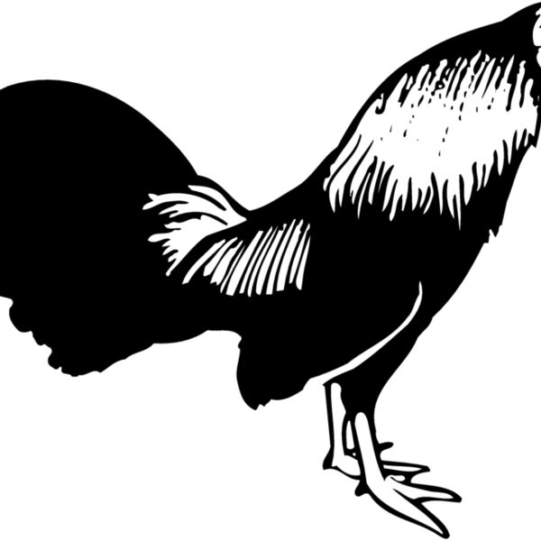 CHICK006 Thumbnail