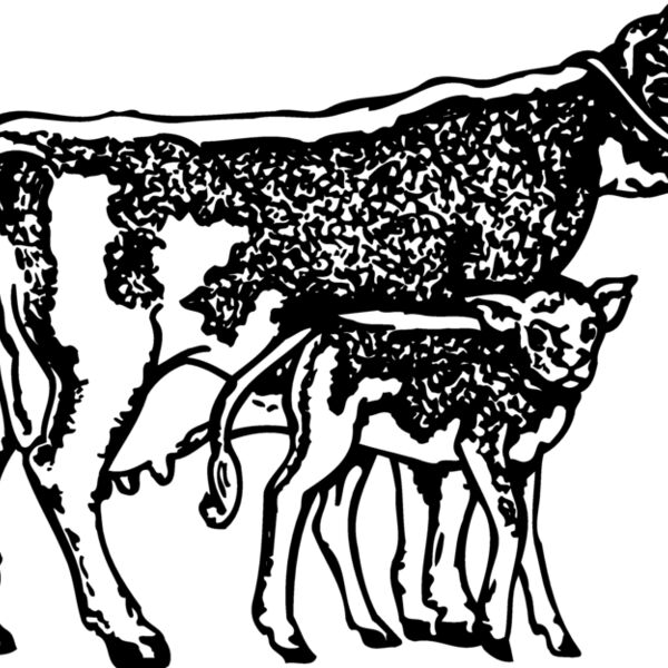 COW032 Thumbnail