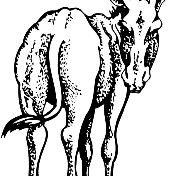 BURRO003 Thumbnail
