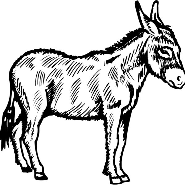 BURRO005 Thumbnail