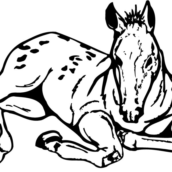 HORSE042 Thumbnail