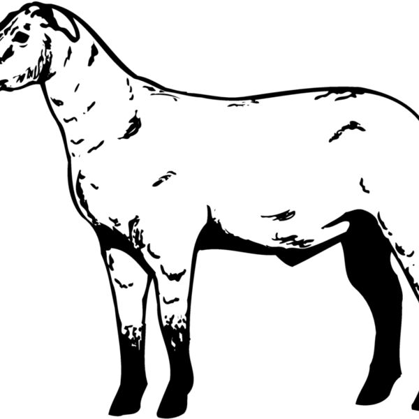 SHEEP009 Thumbnail