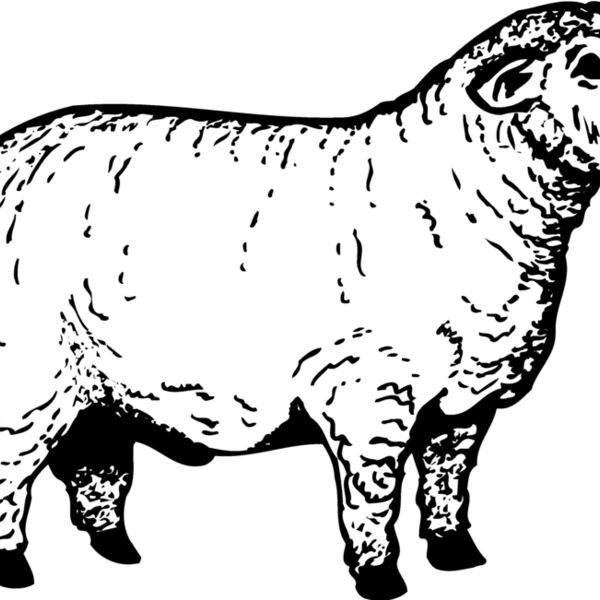 SHEEP012 Thumbnail