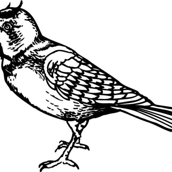 BIRD021 Thumbnail