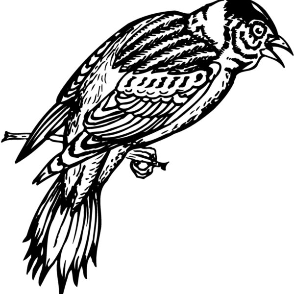 BIRD022 Thumbnail