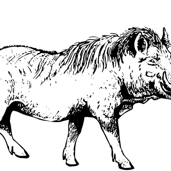 BOAR0002 Thumbnail