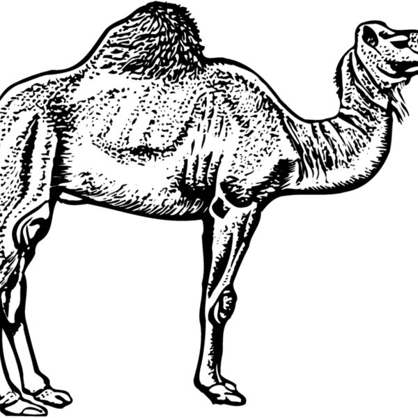 CAMEL005 Thumbnail