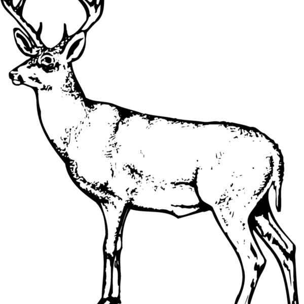 DEER026 Thumbnail